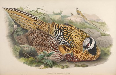 Phasianus reevesii by John Gould